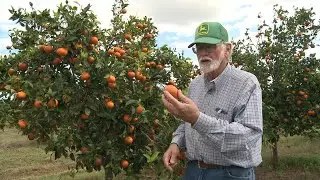 Invasive disease keeps Florida’s orange industry under tight squeeze | AFP