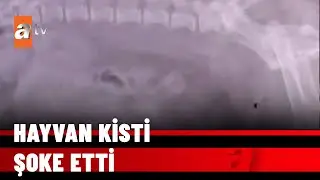 Kedi köpek kisti vakası patladı - atv Haber 21 Mayıs 2022