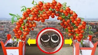 Tips To Grow Tomatoes Crazy Fast Without Garden In 2024