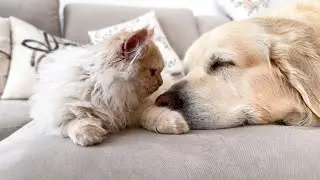 Kitten tries to wake up Golden Retriever in the cutest way!