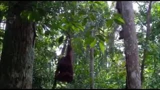 Bornéo,à la rencontre des Orangs-Outans