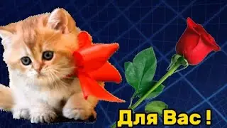 5 октября 2023 г.🌹🌷🌹С Днём Учителя! Доброе Позитивное Утро  для Вас...