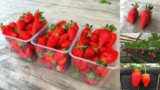ПЕРВЫЙ СБОР ЗЕМЛЯНИКИ (КЛУБНИКИ) в теплице у Александра (23-04-2018)