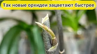 Так новые орхидеи зацветут быстрее