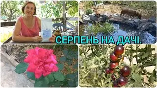 Дачні Турботи🍅🌹Улюблена Кава☕️🍬#оксанастесенко#сад#дача#нашадача#оглядсаду#літніроботи#дачавсерпні