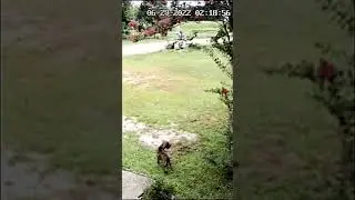 Bird vs Dog lol 