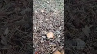 маслятушки-ребятушки