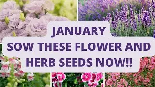 January Seeds to Sow Now!💚🌟🌷