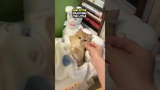 This is the most SPOILED Cat you'll ever see 😲❤️