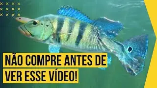 5 COISAS QUE VOCÊ PRECISA SABER ANTES DE COMPRAR UM TUCUNARÉ AZUL!