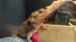 Vivo x200 pro video of bearded dragon