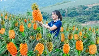 Harvest  the largest Pineapple hill of Vietnam Goes to market sell | Harvest and Sell