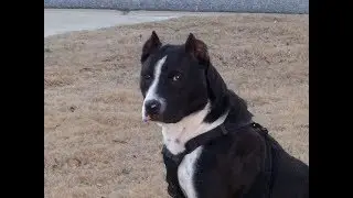 Utah JW Sings & Plays Shadows by Ryan Adams In memory of family dog STARR using a Boss loop back