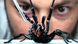 I Vacuum Venom from the World's Deadliest Spider