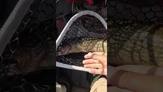 Трофейная щука 7-8 кг #щука #fishing