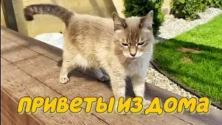 Приветы из дома.