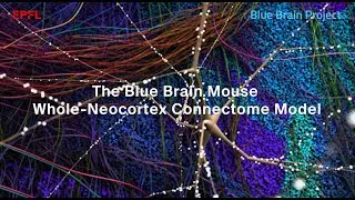Blue Brain finds the secret to how neurons in the mouse neocortex form billions of connections