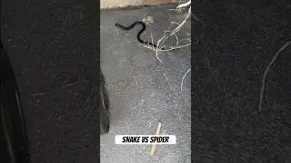 Snake vs spider