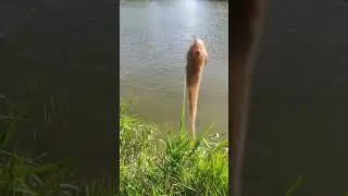На Турунчуке клюет только бычок