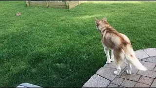 Siberian Husky vs. Bunny