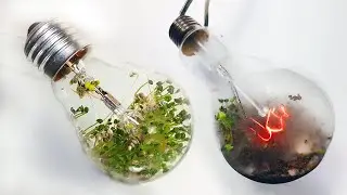 LIGHT BULB TURNED ON WITH PLANTS GROWING INSIDE