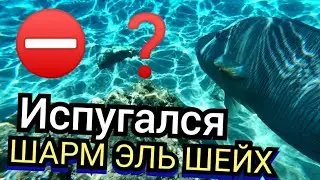 Египет 🇪🇬 Огромная рыба на пляже Sharm Dreams Resort Бухта Наама Бей  Шарм Эль Шейх Аквапарк Выводы