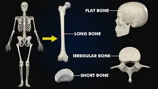 Types of bones: (Long, short,Flat,irregular & Sesamoid bones) 3d illustration