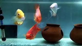Aquarium Add Medicine and 3 Days Water Change process #aquarium #aquariumfish #viral #parrotfishes