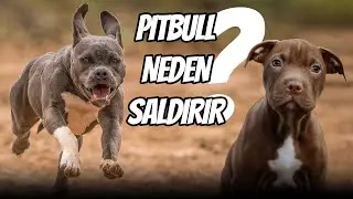 PITBULL NEDEN SALDIRIR? İTAATKAR BİR PITBULL NASIL EĞİTİLİR?