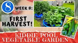 KIDDIE POOL VEGETABLE GARDEN - Week 8: First Harvest & Pool Drain Plug Install | Container Gardening