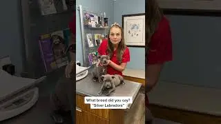 Sorry, those are Pitbull puppies!! #pitbull #pitbullsoftiktok #pitbulllove #pitbulldogs #pitbulls