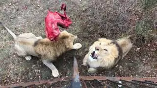 Экшн видео! Кормление львов не из прайда Чука! Action video! Feeding lions is not from Chuks pride!