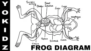 Frog drawing with label | Frog Diagram With Labelling