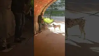 Dog Sings Along With Street Musician