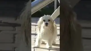 WET DOG vs. POOL