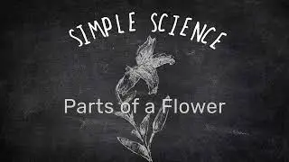 Simple Science: Parts of a Flower