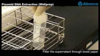 Plasmid DNA Extraction (Midiprep)
