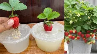 New idea ! No Need To Any Garden To Grow Strawberries Plant from strawberries in water