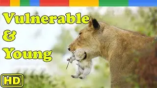 [Lion Story] Danger Lurks Young Lions - Nat Geo Wild Documentary HD