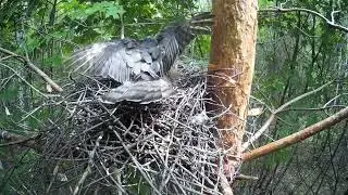 Самка ястреба-перепелятника отпугивает белку от гнезда  ( Accipiter nisus )