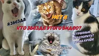 А кто звезда. Мне кажется Токио. кто звезда видео?