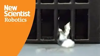 Watch magnetic robot melt from solid to liquid to navigate confined spaces