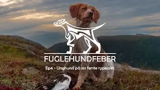 Unghund på sin første rypejakt - Fuglehundfeber - Ep4
