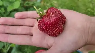223. Обязательная, ВАЖНАЯ, подкормка во время цветения клубники!