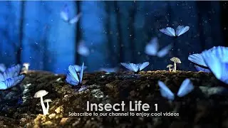 life of insects 1 - life of insects