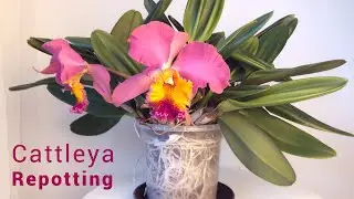 Repotting & Dividing LONG Overdue Cattleyas