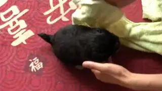 Tears streaming down his cheeks, the puppy tried to walk in the heavy rain to find his mother