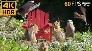 Cat TV for Cats to Watch 😺 Squirrels and Birds Enjoy the Adirondack Chair 🐦🐿 8 Hours 4K HDR 60FPS