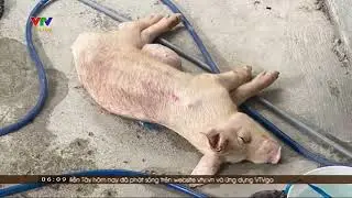 Kinh hoàng cơ sở giết mổ hep chết, heo bệnh