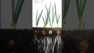 Onion growing 🧅 Time Lapse